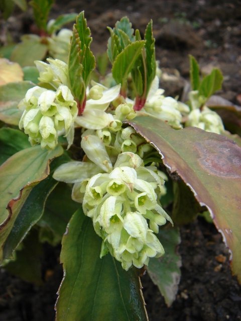 Ribes laurifolium P12 P20